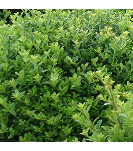 Amazon｜観葉植物 ツゲ キンメツゲ ハートトピアリー仕立て 8号鉢